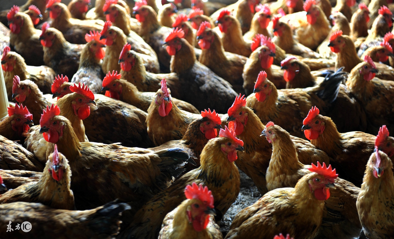 养鸡大肠杆菌是由什么引起的,养鸡专治大肠杆菌