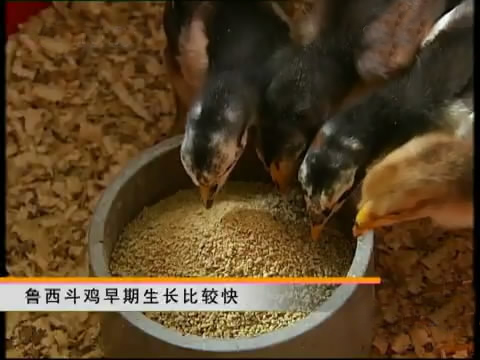 斗鸡苗养殖方法,斗鸡的养殖视频大全