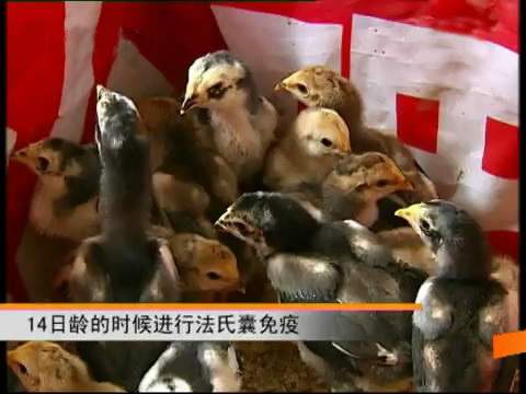 斗鸡苗养殖方法,斗鸡的养殖视频大全