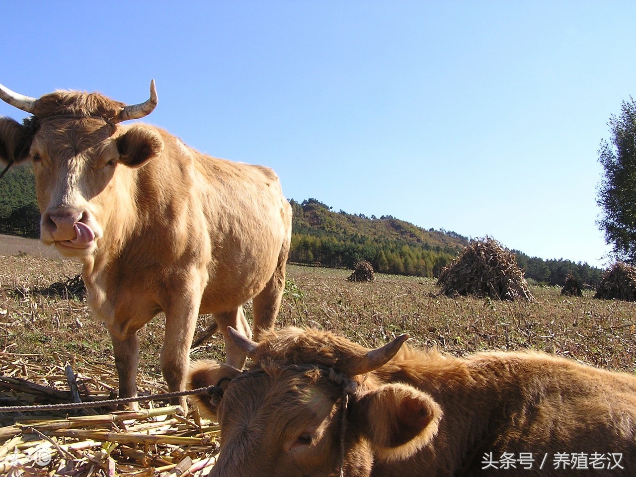 养牛总是落犊怎么回事,养牛一年不得病的秘诀