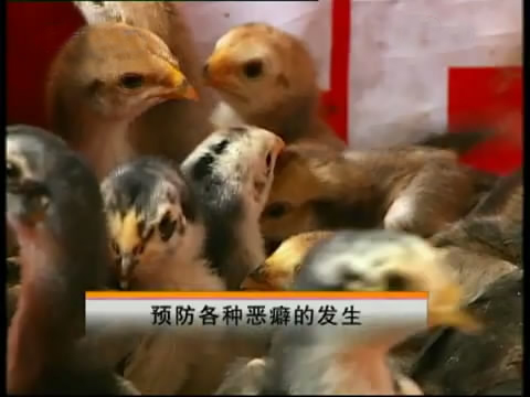 斗鸡苗养殖方法,斗鸡的养殖视频大全