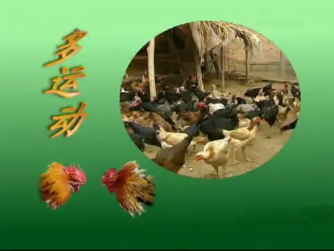 斗鸡苗养殖方法,斗鸡的养殖视频大全