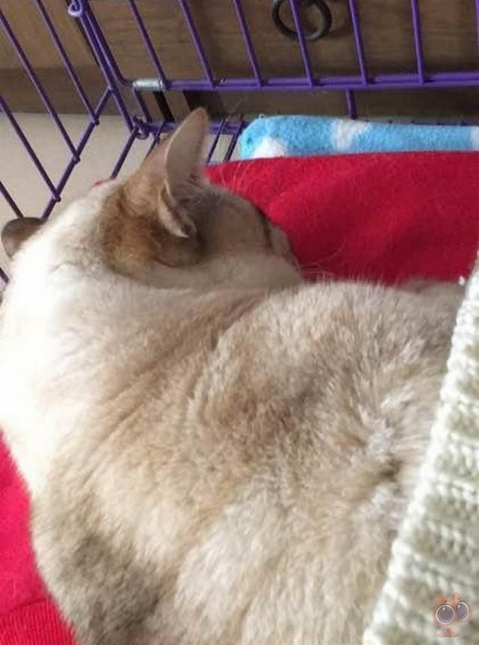 猫咪从高处摔下来嘴巴歪了出血,猫咪从高处掉下来摔到头会好吗