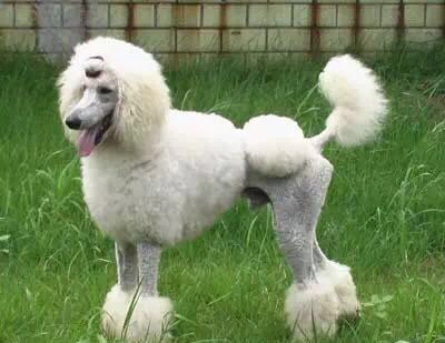 纯种狗和串串哪个不容易生病,纯种犬和串串犬