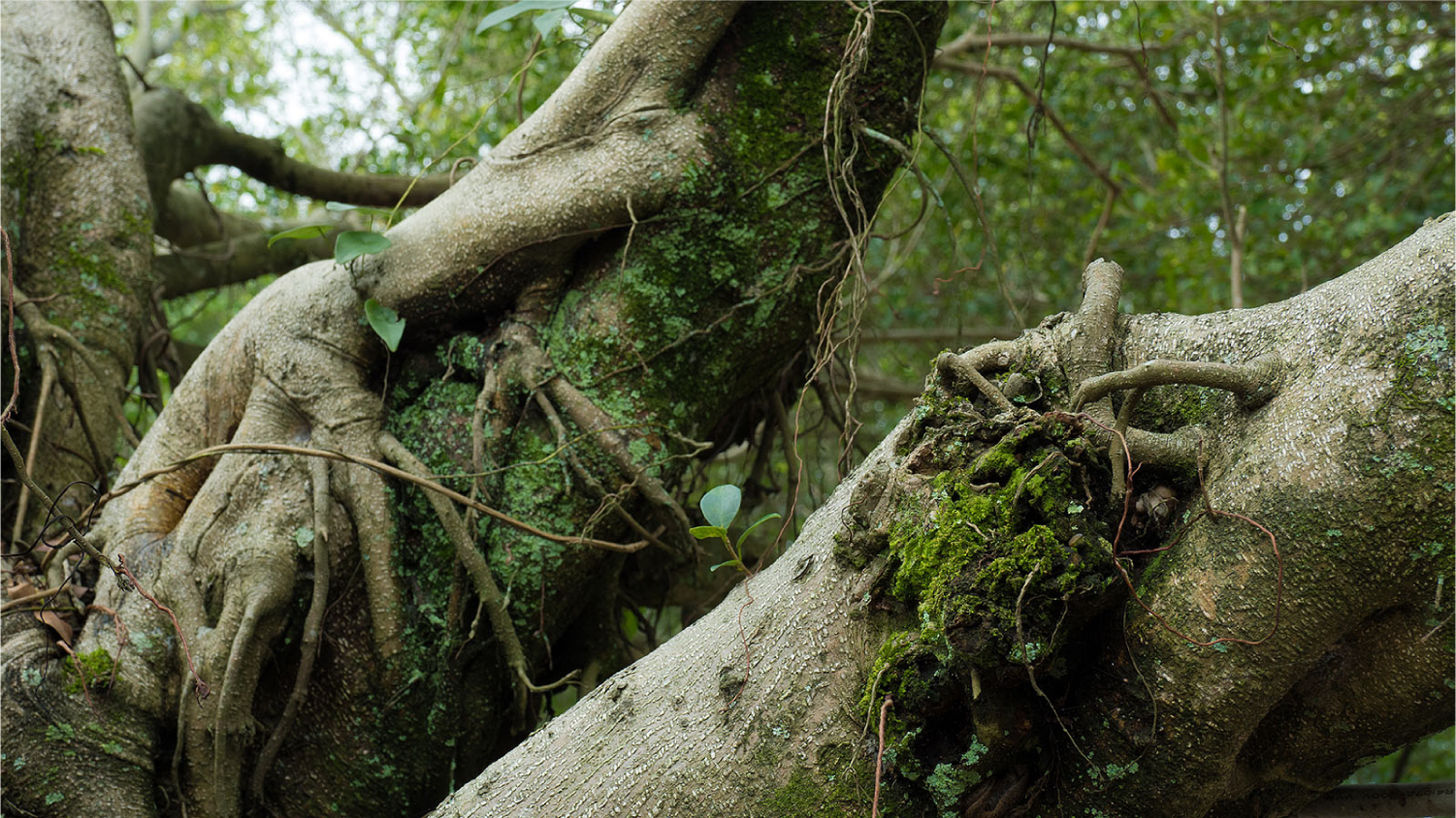 2017年底总结：这一年陪我走过的数码玩具们……