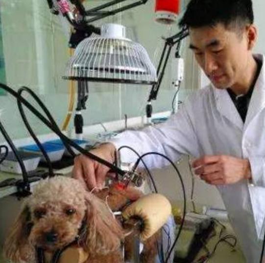 中医竟然能给宠物治病,中医治疗狗狗疑难杂症