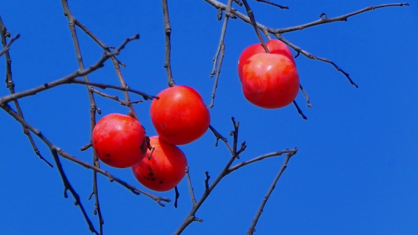 你爱上火吗？快吃这些美味蔬果吧，吃着吃着就灭火啦