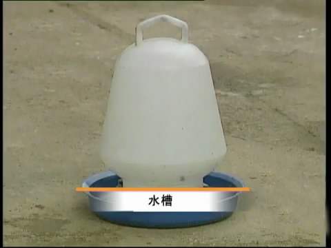 斗鸡苗养殖方法,斗鸡的养殖视频大全