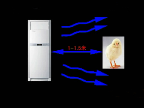 斗鸡苗养殖方法,斗鸡的养殖视频大全