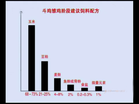 斗鸡苗养殖方法,斗鸡的养殖视频大全