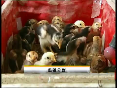 斗鸡苗养殖方法,斗鸡的养殖视频大全