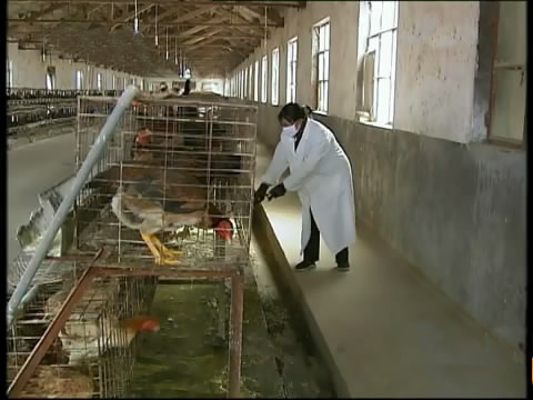 斗鸡苗养殖方法,斗鸡的养殖视频大全