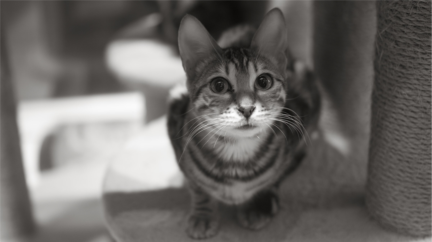 2017年底总结：这一年陪我走过的数码玩具们……