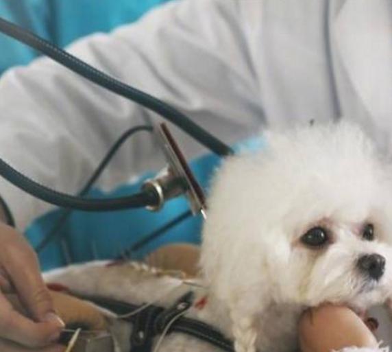 中医竟然能给宠物治病,中医治疗狗狗疑难杂症
