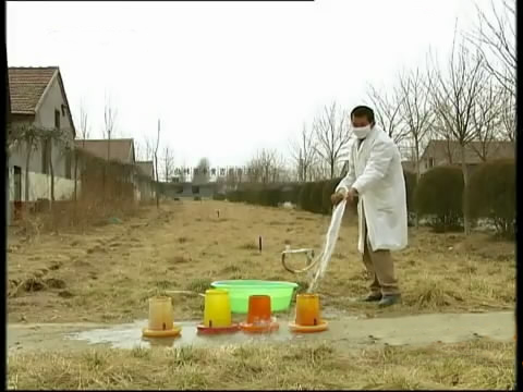 斗鸡苗养殖方法,斗鸡的养殖视频大全