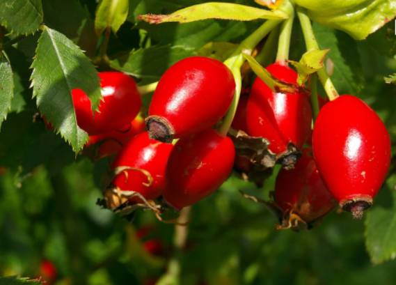 维多利亚的玫瑰果油 (维多利亚玫瑰果油好吗)