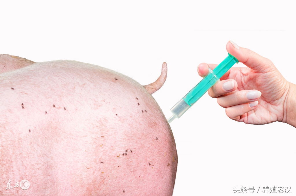 养猪脱肛最好的办法解决,保育猪脱肛最佳的治愈方法