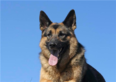 狼狗该如何饲养？生活中喂养狼狗的方法与关注事项！