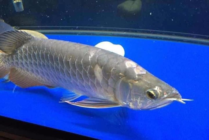 龙鱼的疾病和处理方法,龙鱼怎么养不会死