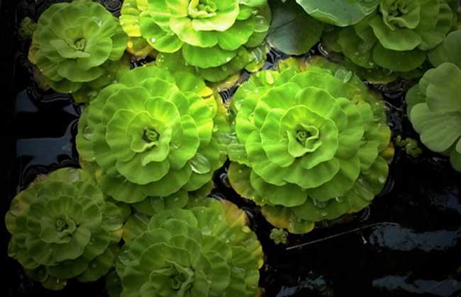 餐饮白手起家创业点子,有什么好的创业点子