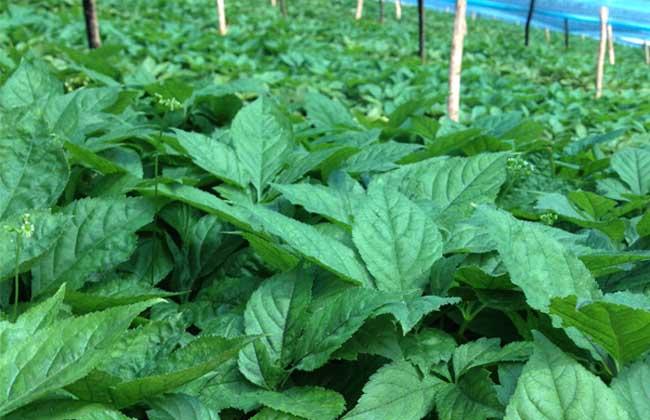 餐饮白手起家创业点子,有什么好的创业点子