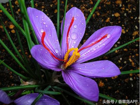 全球公认最贵顶级香料,世界最贵的十种香料是什么