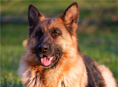 狼狗该如何饲养？生活中喂养狼狗的方法与关注事项！