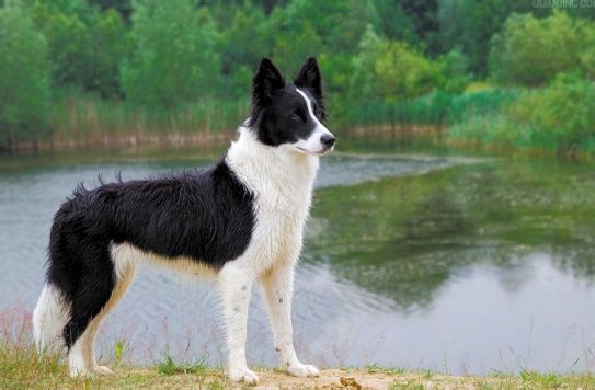 边境牧羊犬的饮食特征图片,牧羊犬饲养饮食的基本知识