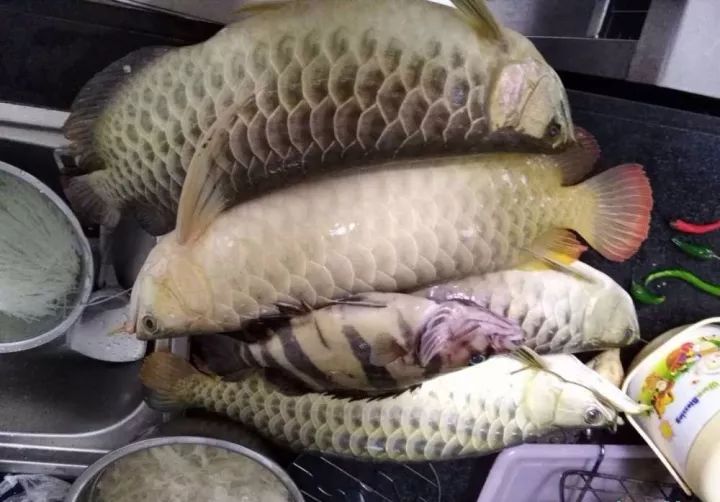 龙鱼的疾病和处理方法,龙鱼怎么养不会死