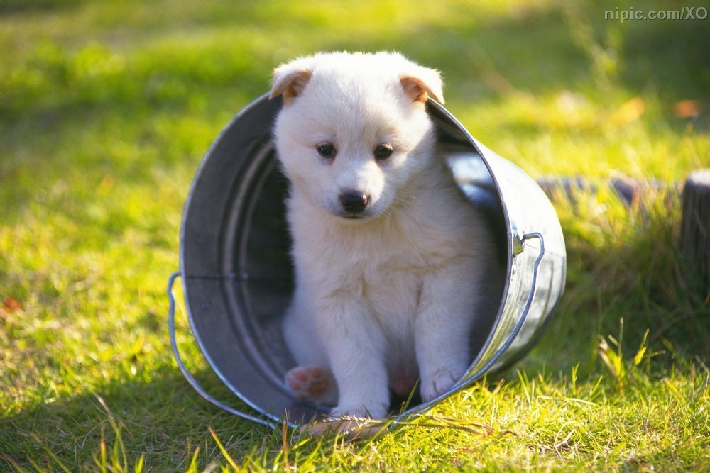 狗狗常见病的症状及治疗方法文库,狗狗常见病的症状及治疗方法