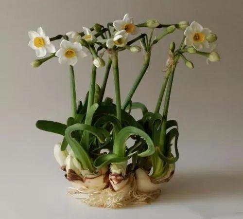 水仙花开花之后怎么养护,水仙花开过还能养吗怎么养