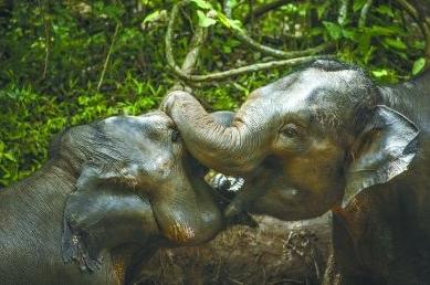 动物学中动物的进化历程,动物进化的历程是什么