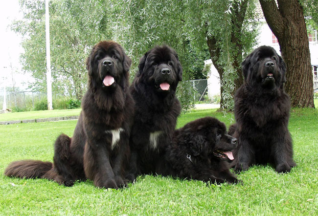 第一猛犬泰迪,泰迪看见猛犬