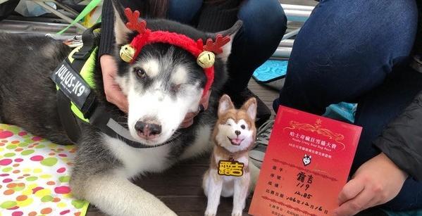 雪橇犬哈士奇比赛,雪橇竞速哈士奇