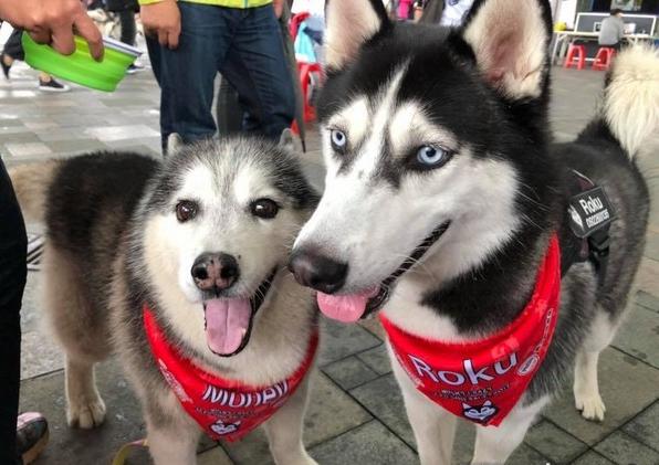 雪橇犬哈士奇比赛,雪橇竞速哈士奇