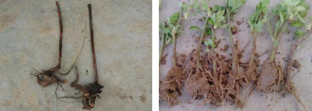 树状月季怎么嫁接视频,树状月季怎样嫁接及嫁接后管理