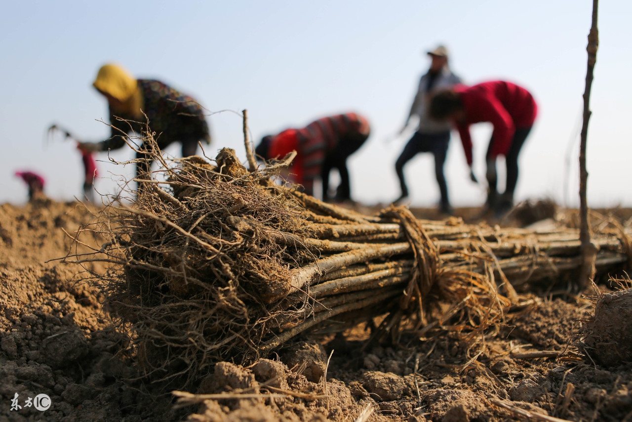 新种的树苗为什么活不了,新种的果树苗为什么不长