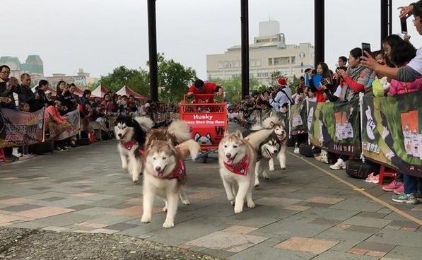 雪橇犬哈士奇比赛,雪橇竞速哈士奇