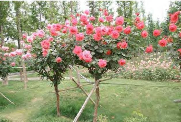 树状月季怎么嫁接视频,树状月季怎样嫁接及嫁接后管理