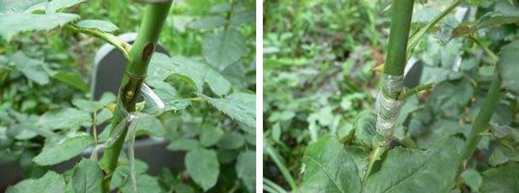 树状月季怎么嫁接视频,树状月季怎样嫁接及嫁接后管理