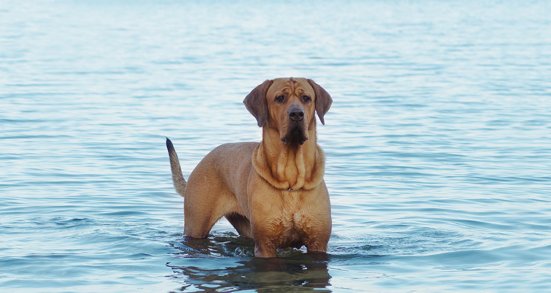 第一猛犬泰迪,泰迪看见猛犬