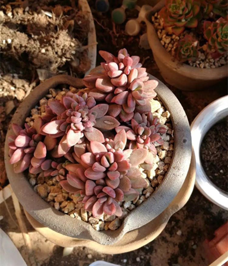 给多肉保暖,多肉花盆里长出蘑菇怎么办