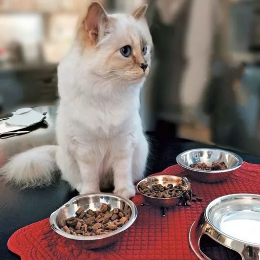 看到这些大牌新出的农历狗年限量款，我笑出了猪叫……