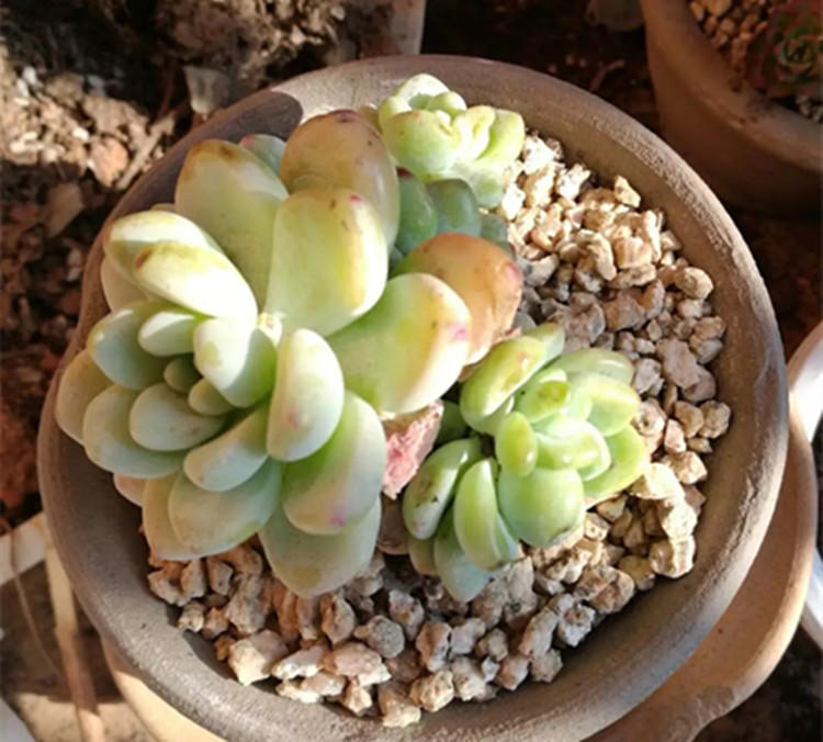 给多肉保暖,多肉花盆里长出蘑菇怎么办