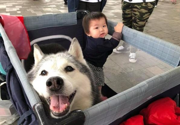 雪橇犬哈士奇比赛,雪橇竞速哈士奇