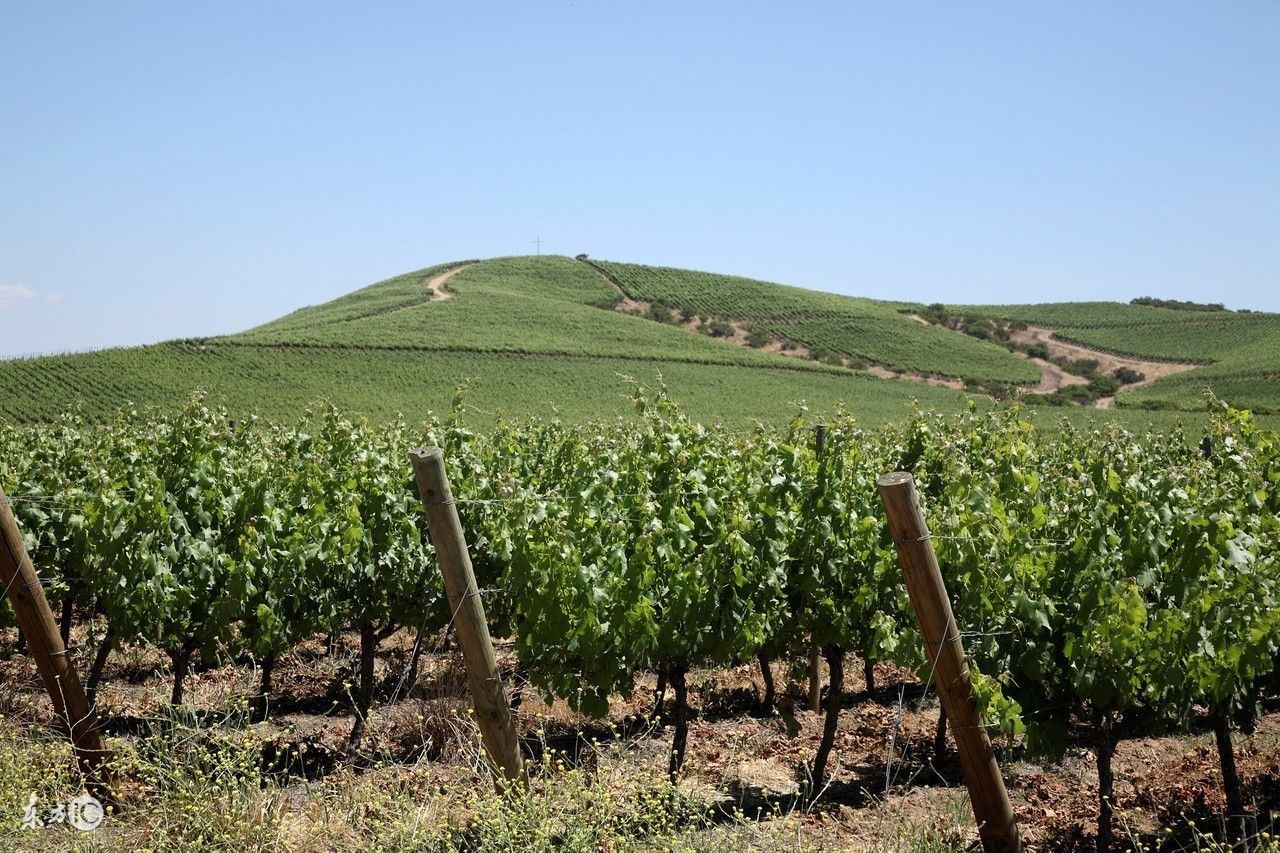 新种葡萄苗不抽条怎么办,新种的葡萄发芽该怎么管理