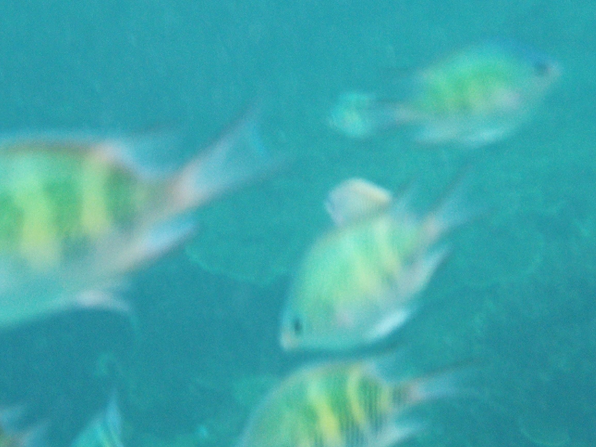 沙巴自由行超详细攻略,第一次去沙巴订的酒店怎么样