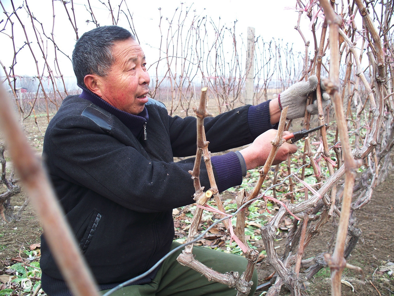 新种葡萄苗不抽条怎么办,新种的葡萄发芽该怎么管理