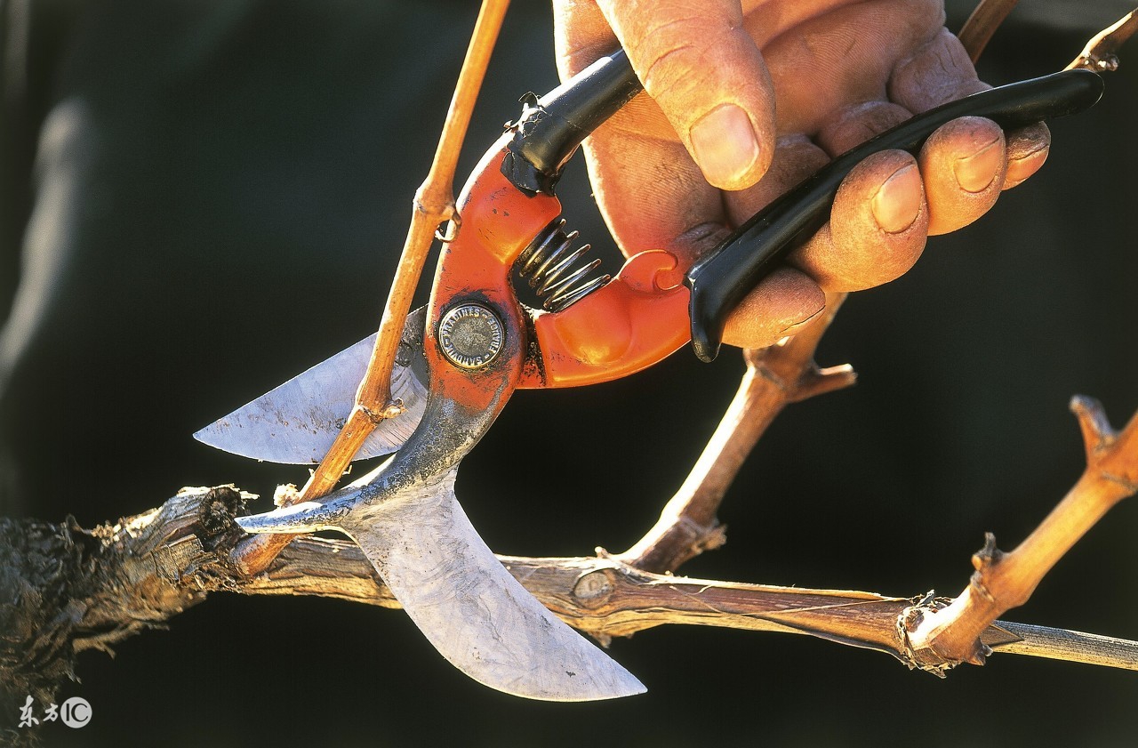 新种葡萄苗不抽条怎么办,新种的葡萄发芽该怎么管理