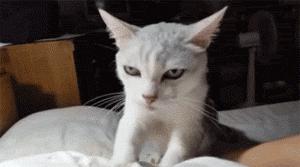 猫为什么喜欢踩奶原因是什么,猫为什么会有踩奶行为